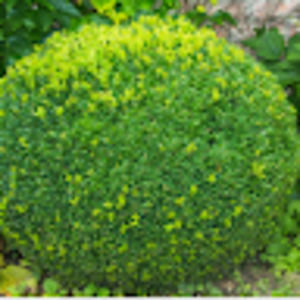 Meet your Posher, Cole